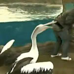 Pelican Attack